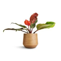 Dune Darcy Planter - Almond 15 Dune Darcy Planter - Almond -Greencore Store Philodendron Prince of Orange 17x50cm Dune Darcy Planter Almond 30x26cm