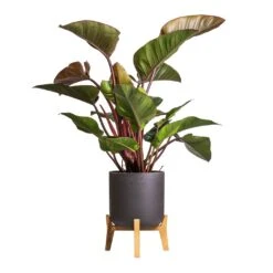 Philodendron Red Beauty 17 Philodendron Red Beauty -Greencore Store Philodendron Red Beauty 27x100cm Charlie Plant Pot Low Stand Black Washed