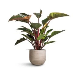 Cody Plant Pot - Ridged Cement -Greencore Store Philodendron Red Beauty 27x100cm Cody Plant Pot Ridged Cement 35x31cm 133d28d8 2361 4291 ba84 d5fa71095e66