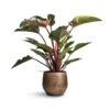 Philodendron Red Beauty 1 Philodendron Red Beauty -Greencore Store Philodendron Red Beauty 27x100cm Ryan Plant Pot Shiny Gold 36x32cm