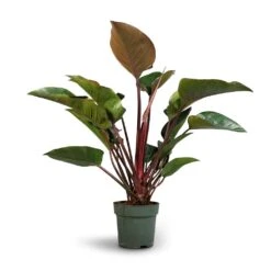 Philodendron Red Beauty 15 Philodendron Red Beauty -Greencore Store Philodendron Red Beauty 27x90cm