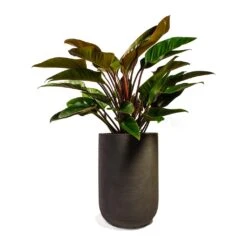 Philodendron Red Beauty 22 Philodendron Red Beauty -Greencore Store Philodendron Red Beauty 27x90cm Plant Pot Cody Ridge Dark Grey