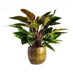 Philodendron Red Beauty 19 Philodendron Red Beauty -Greencore Store Philodendron Red Beauty 27x90cmPlant Pot Gusto Old Brown