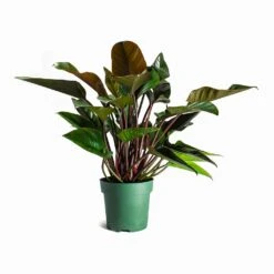 Philodendron Red Beauty 21 Philodendron Red Beauty -Greencore Store Philodendron Red Beauty Houseplant 27x90cm