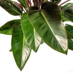 Philodendron Red Beauty 16 Philodendron Red Beauty -Greencore Store Philodendron Red Beauty Houseplant 3Leaf 27x90cm