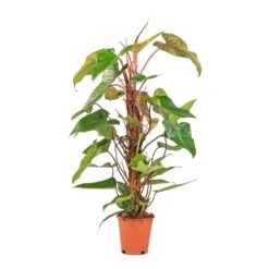 Philodendron Erubescens Red Emerald - Moss Pole -Greencore Store Philodendron Red Emerald 19x85cm