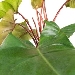 Philodendron Erubescens Red Emerald - Moss Pole -Greencore Store Philodendron Red Emerald SWATCH 2