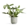 Philodendron Hastatum Silver Queen -Greencore Store Philodendron Silver Queen 17x50cm Dave Plant Pot Earth 21x21cm 5cfe09a3 eb68 4efd bcdd 5263d1083dcd