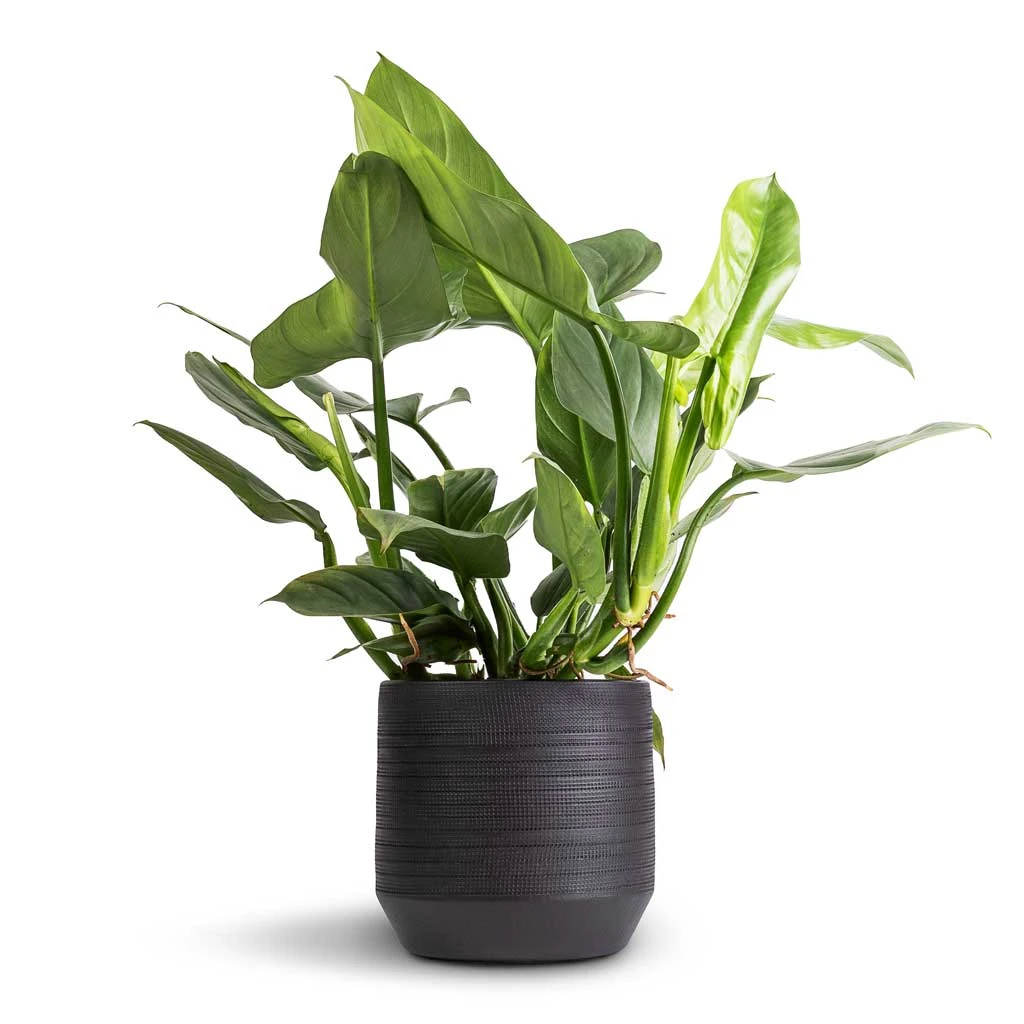 Norell Plant Pot - Black 9 Norell Plant Pot - Black - Image 7