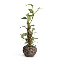 Luxe Lite Moon Globe Planter - Bronze 19 Luxe Lite Moon Globe Planter - Bronze -Greencore Store Philodendron Silver Queen Moss Pole 17x65cm Luxe Lite Moon Globe Planter Bronze 28x20cm