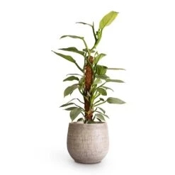 Ryan Plant Pot - White Black -Greencore Store Philodendron Silver Queen Moss Pole 17x65cm Ryan Plant Pot White Black 26x26cm