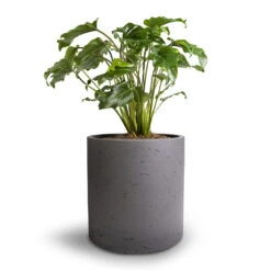Puk Plant Pot - Black Washed -Greencore Store Philodendron Winterbourn Xanadu Philodendron 19x40cm Puk Plant Pot Black Washed 25x25cm e86ebc6f 8b99 48bc 9527 67d8582ed66c