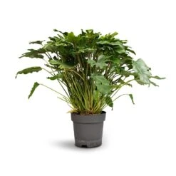 Philodendron Winterbourn - Xanadu Philodendron -Greencore Store Philodendron Winterbourn Xanadu Philodendron 21x60cm