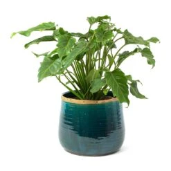 Philodendron Winterbourn - Xanadu Philodendron -Greencore Store Philodendron Winterbourn Xanadu Philodendron Iris Plant Pot Turquoise