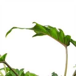 Philodendron Winterbourn - Xanadu Philodendron -Greencore Store Philodendron Winterbourn Xanadu Philodendron Leaf
