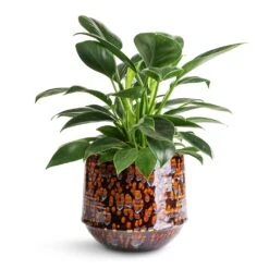 Philodendron Erubescens Green Princess