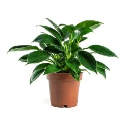 Philodendron Erubescens Green Princess 12 Philodendron Erubescens Green Princess -Greencore Store Philodendron erubescens GreenPrincess Houseplant 12x25cm