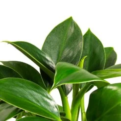 Philodendron Erubescens Green Princess 13 Philodendron Erubescens Green Princess -Greencore Store Philodendron erubescens GreenPrincess Houseplant Far Leaf 12x25cm