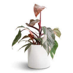 Puk Essentials Planter - Matt White -Greencore Store Philodendron erubescens Pink Princess 12x25cm Puk Essentials Planter Matt White 15x15cm fad5b674 5f6e 47b2 ae8a 068b643d5215
