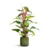 Philodendron Erubescens Red Emerald - Moss Pole -Greencore Store Philodendron erubescens Red Emerald Moss Pole 19x100cm Flor Plant Pot Green 21x19cm 67890bc4 6773 4779 9718 2472cc9669e8