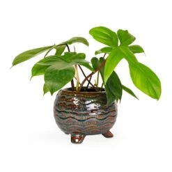 Dewi Plant Pot - Marrakesh 29 Dewi Plant Pot - Marrakesh -Greencore Store Philodendron pedatum Oak Leaf Philodendron 12x25cm Dewi Plant Pot Marrakesh 18x14cm 276365b0 880c 4158 9e59 828415d627ce