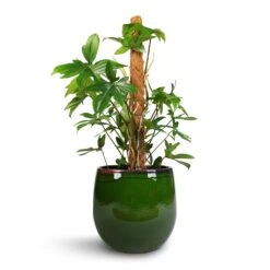 Philodendron Pedatum - Oak Leaf Philodendron - Moss Pole -Greencore Store Philodendron pedatum Oak Leaf Philodendron Moss Pole 21x100cm Charlotte Plant Pot Green 29x25cm
