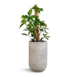 Philodendron Pedatum - Oak Leaf Philodendron - Moss Pole -Greencore Store Philodendron pedatum Oak Leaf Philodendron Moss Pole 21x100cm Cody Plant Vase Ridged Cement 28x45cm