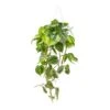 Philodendron Scandens Brasil - Sweetheart Plant -Greencore Store Philodendron scandens Brasil Sweetheart Plant