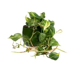 Philodendron Scandens Brasil - Sweetheart Plant -Greencore Store Philodendron scandens Brasil Sweetheart Plant 15x40cm Charlotte Plant Pot Green 23x20cm