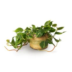 Philodendron Scandens Brasil - Sweetheart Plant -Greencore Store Philodendron scandens Brasil Sweetheart Plant 15x40cm Jane Plant Baskets Set5 Jungle 3c512b2f 021b 446b be25 b4f07e34175a