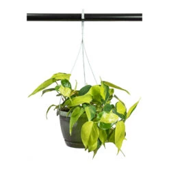 Philodendron Scandens Brasil - Sweetheart Plant -Greencore Store Philodendron scandens Brasil Sweetheart Plant 17cm
