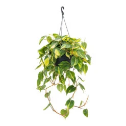 Philodendron Scandens Brasil - Sweetheart Plant -Greencore Store Philodendron scandens Brasil Sweetheart Plant 28cm