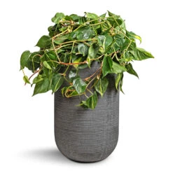Cody Plant Vase - Ridged Dark Grey -Greencore Store Philodendron scandens Brasil Sweetheart Plant 28x50cm Cody Plant Vase Ridged Dark Grey 35x55cm