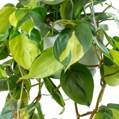 Philodendron Scandens Brasil - Sweetheart Plant -Greencore Store Philodendron scandens Brasil Sweetheart Plant Leaves