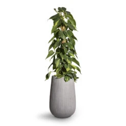 Patt High Plant Vase - Ridged Cement -Greencore Store Philodendron scandens Brasil Sweetheart Plant Moss Pole 17x80cm Patt High Plant Vase Ridged Cement 29x43cm 2 b4572f90 6036 4497 be13 2a2f58a256db