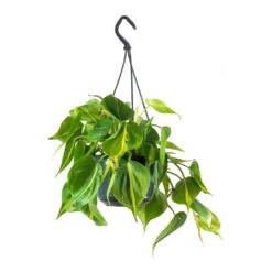 Philodendron Scandens Brasil - Sweetheart Plant -Greencore Store Philodendron scandens Brasil Sweetheart Plant Small