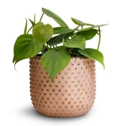Philodendron Scandens - Sweetheart Plant -Greencore Store Philodendron scandens Sweetheart Plant 12x20cm Bolino Plant Pot Pale Rose 14x13cm 3