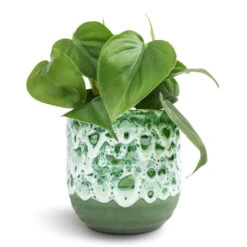 Philodendron Scandens - Sweetheart Plant -Greencore Store Philodendron scandens Sweetheart Plant 12x20cm Ocean Glaze Plant Pot Emerald 13x13cm