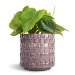 Philodendron Scandens - Sweetheart Plant -Greencore Store Philodendron scandens Sweetheart Plant 12x20cm Stian Plant Pot Lavender Candy 13x12cm