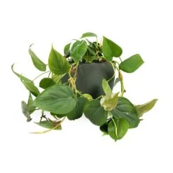 Philodendron Scandens - Sweetheart Plant -Greencore Store Philodendron scandens Sweetheart Plant 15x30cm Coral Refined Planter Pine Green 18x15cm