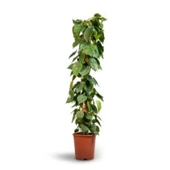 Philodendron Scandens - Sweetheart Plant - Moss Pole 11 Philodendron Scandens - Sweetheart Plant - Moss Pole -Greencore Store Philodendron scandens Sweetheart Plant Moss Pole 27x150cm