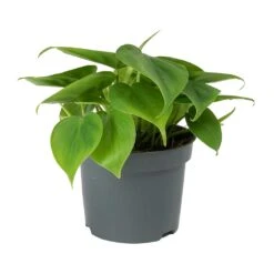 Philodendron Scandens - Sweetheart Plant -Greencore Store Philodendron scandens Sweetheart Plant Small