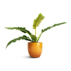 Philodendron Selloum Narrow - Tiger Tooth