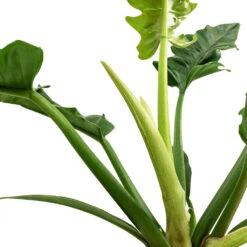 Philodendron Selloum Narrow - Tiger Tooth -Greencore Store Philodendron selloum Narrow Tiger Tooth SWATCH 3