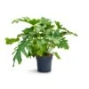 Philodendron Selloum - Tree Philodendron -Greencore Store Philodendron selloum Tree Philodendron 30x120cm