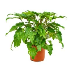 Philodendron Winterbourn - Xanadu Philodendron -Greencore Store Philodendron xanadu 19x55cm