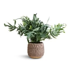 Arles Leaf Plant Pot - Mocha -Greencore Store Phlebodium Blue Star Blue Star Fern 17x50cm Arles Leaf Plant Pot Mocha 20x20cm
