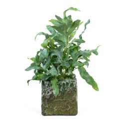Lava Cube Relic Planter - Jade -Greencore Store Phlebodium Blue Star Blue Star Fern Lava Cube Relic Planter Jade