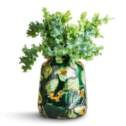 Lammie Planter - Bee Green -Greencore Store Phlebodium davana Blue Star Fern 12x25cm Lammie Planter Bee Green 21x24cm 2d8790a8 dda6 425d a136 bb3af415f5e5