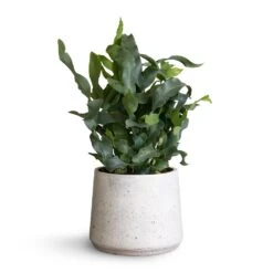 Patt Plant Pot - White Washed -Greencore Store Phlembodium Blue Star Blue Star Fern 12x30cm Patt Plant Pot White Washed 16x14cm f74a80f2 96d1 4a80 be28 ef2f181545a8